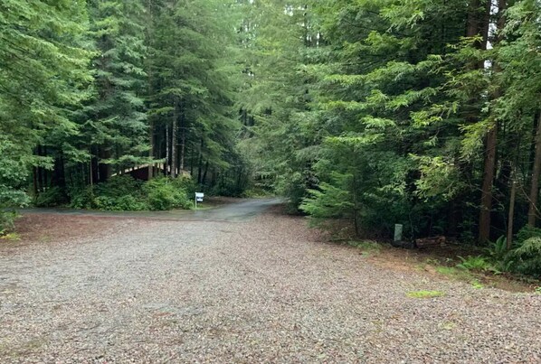  Redwood trees all around.