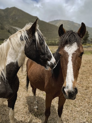 Horseback riding