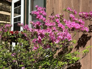 Azaleas blooming in May