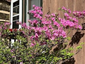 Azaleas blooming in May