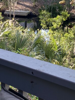 Observe wildlife while having coffee or drinks on covered deck on the lagoon 