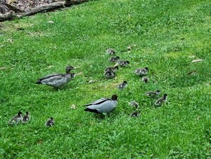 Ducks feeding on grass in backyard.