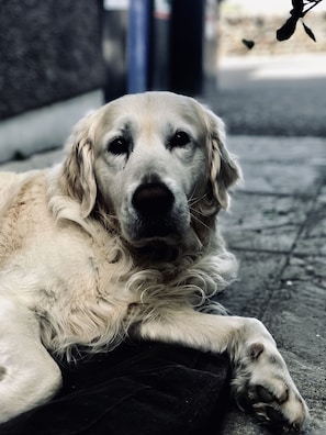 Animaux de compagnie acceptés
