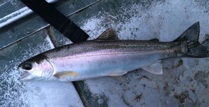 Typical 14" rainbow trout - tasty w/ a little lemon and garlic!