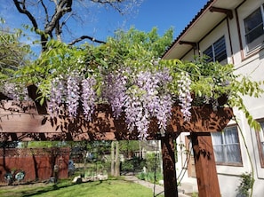 Wysteria20Resized