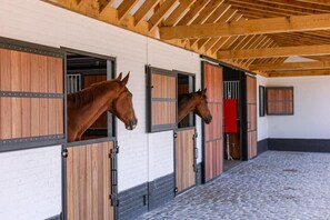 The horses at ranch "De Blauwe Zaal"
