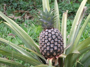 Organic pineapple from our local farm is ideal for refreshing smoothie or juice.