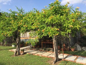 Elegant and decorative trumpet vines add a brilliant glow to the greenery at Mucho Gusto, and their long-lasting flowers attract colorful hummingbirds, butterflies, and more!