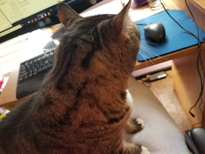 Animaux de compagnie acceptés