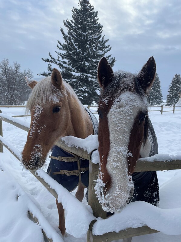 Sports d’hiver
