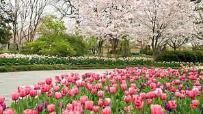 Dallas Arboretum