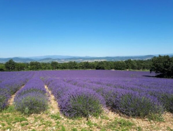 Terrain de l’hébergement 