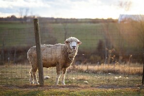 Meet the friendly sheep - Bob and Marley.