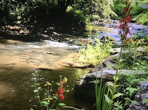 Cardinal flowers along the creek bed