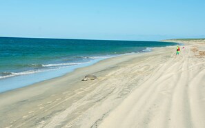 Turtle and Thomas at the Beach