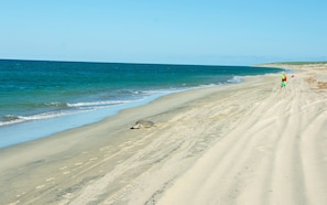 Turtle and Thomas at the Beach
