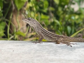 Sekalaista
