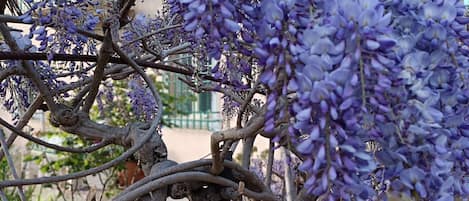 Glicine  giapponese nel giardino privato della villa ..fiorito ad aprile 