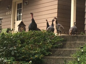 Elkton’s roaming turkeys.