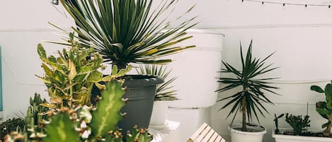 Sunbeds and local plants.