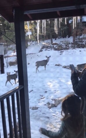 Visit from a group of deer.