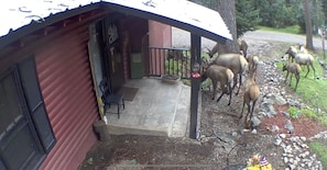 Visits from a group of elk.