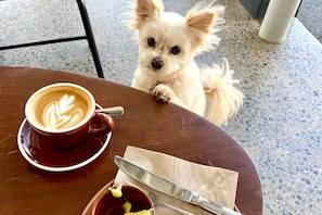 Pets are allowed at all the cafes in Edge Hill.All the more reason to bring your pets to stay at The Villas Of Cairns.