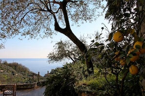 La vista tra ulivi e agrumeti