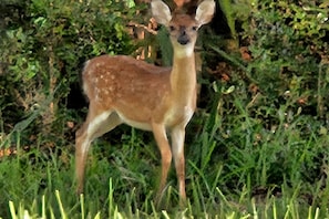 Deer love Habersham