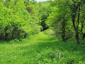 Adventure awaits right outside the back door! Walk the private trails in the woods behind the house. If these trails aren't enough, they connect to the trail system in Gannett Hill