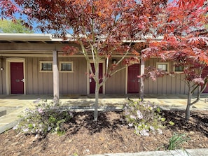 Tree, Nature, Outdoors, Yard, Shelter