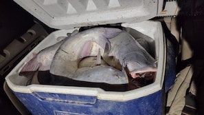 Cooler full of Blue Channel Cats caught on March 30, 2024 kicking off the season