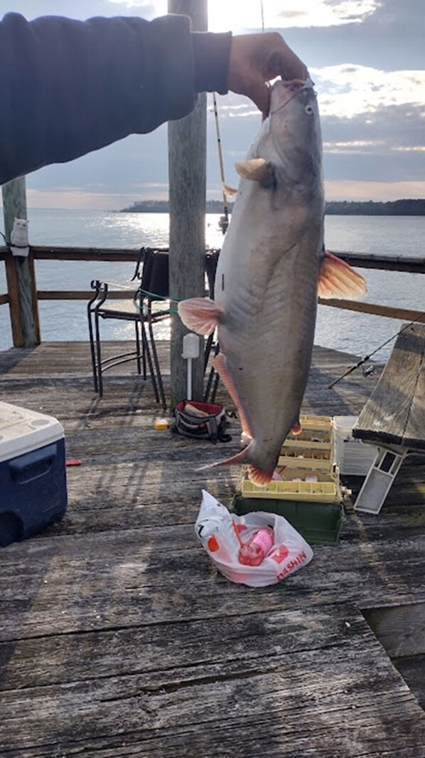 The spring fishing season for 2024 is here with this 29-inch Blue Channel Cat