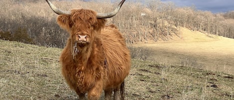 Visit our Scottish highland cattle