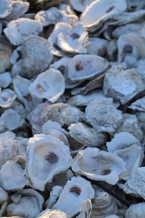 Remember months with an "R" means prime oyster season!