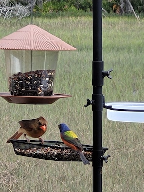 Enjoy the songbirds at the feeder. Female cardinal & male painted bunting pictured.