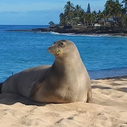 This seal came within 60 feet of the building