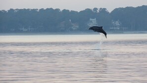 Take a dolphin cruise for a fun way to experience the water