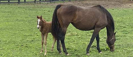 Please don’t feed the horses