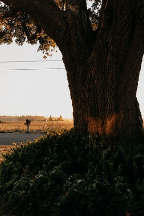 Our favorite old tree, she’s wise beyond our knowing.