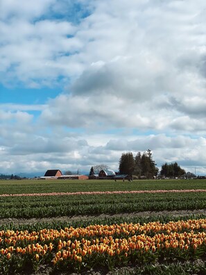 Tulip Festival during April and May, located about 10 minutes away.