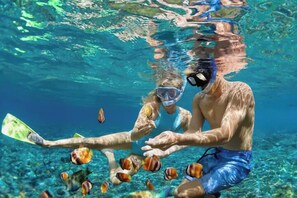 Explore Vibrant Marine Life – Snorkeling Adventures Just Steps Away!