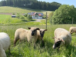 Unterkunftsgelände