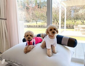 Dogs are very happy in the open space♪ Cute Momo and Nana ❤️