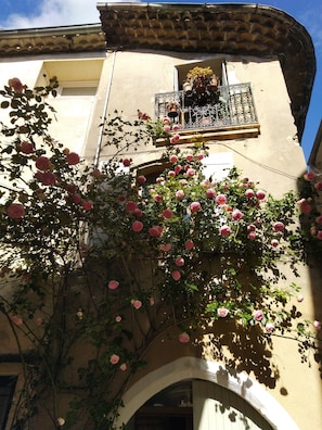 Rose Pierre de Ronsard flowering lavishly from June to November!