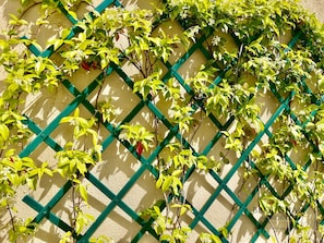 THEATRE DE VERDURE SUR LA TERRASSE 