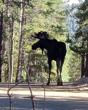 Moose in front of the house