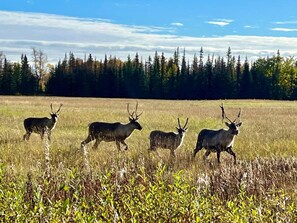 Caribou frolicking in the nearby field. Surround yourself with Alaska's wilderness and wildlife!