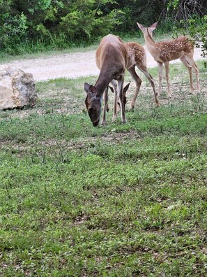 Deer on our property