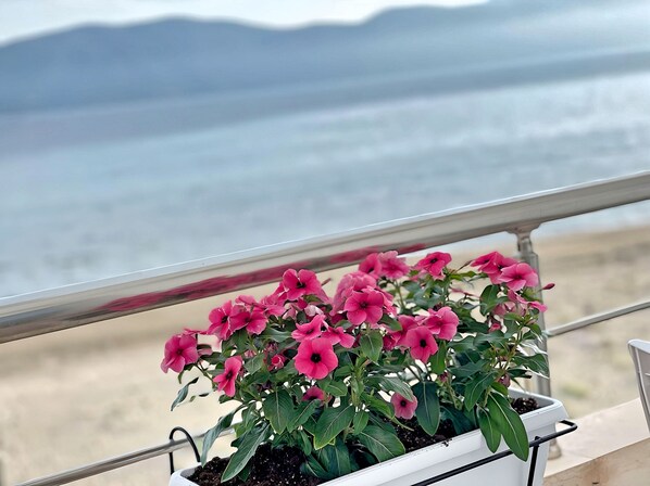 Vue sur la plage ou l’océan